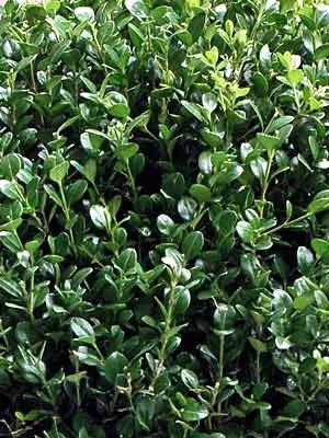 Buchsbaum-Kegel, Buxus 4 Buchsbaum-Kegel, Buxus – Bild 2