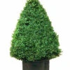 Buchsbaum-Kegel, Buxus -Giardino 24 buxus kegel j22 76867 0 1280x1280
