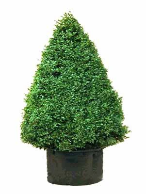 Buchsbaum-Kegel, Buxus 3 Buchsbaum-Kegel, Buxus