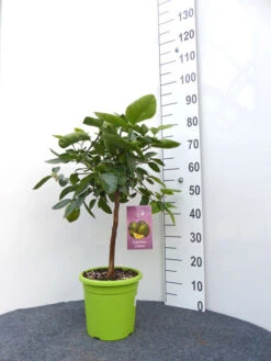 Limettenbaum 'Caipirinha-Limette' - Lime Time® -Giardino 24 caipirinha limette gross 1 1280x1280