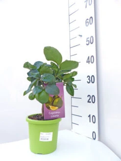 Limettenbaum 'Caipirinha-Limette' - Lime Time® -Giardino 24 caipirinha limette klein 1 1280x1280