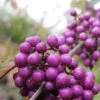 Callicarpa Bodinieri 'Profusion', Liebesperlenstrauch -Giardino 24 callicarpa profusion 1280x1280