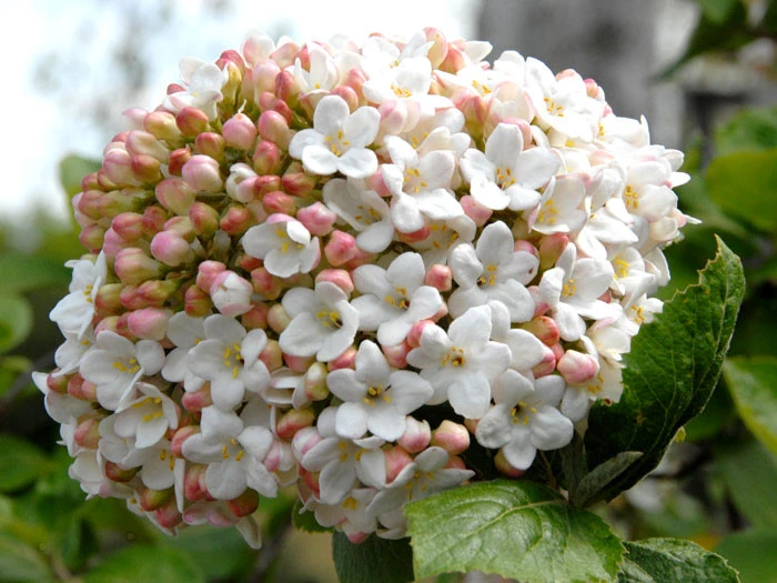 Viburnum Carlcephalum, Großblumiger Duft-Schneeball 4 Viburnum Carlcephalum, Großblumiger Duft-Schneeball – Bild 2