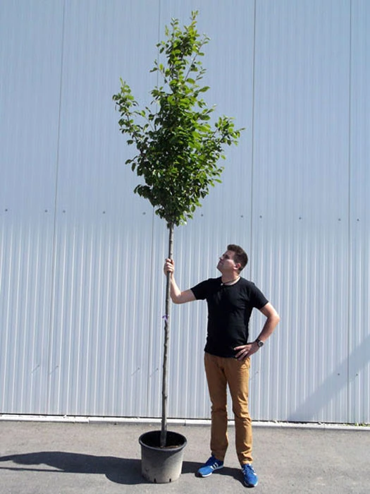 Carpinus Betulus, Hainbuche, Weißbuche - Hochstamm 4 Carpinus Betulus, Hainbuche, Weißbuche - Hochstamm – Bild 2