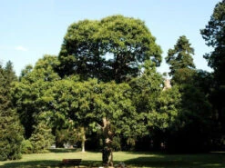 Esskastanie/Marone 'Marigoule' 6 Esskastanie/Marone 'Marigoule' -Giardino 24 castanea sativa55599f17a9de464f5ee8dd8cec 1280x1280