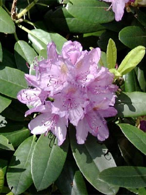 Rhododendron 'Cataw. Grandiflorum' INKARHO® 3 Rhododendron 'Cataw. Grandiflorum' INKARHO®
