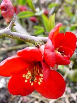 Chaenomeles Superba 'Crimson And Gold', Zierquitte -Giardino 24 chaenomeles crimson j 1280x1280