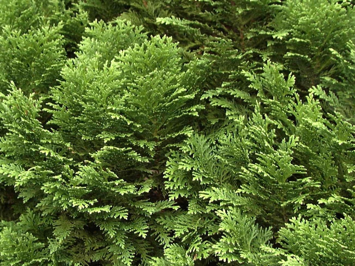 Chamaecyparis Lawsoniana 'Minima Glauca', Blaue Zwergzypresse 4 Chamaecyparis Lawsoniana 'Minima Glauca', Blaue Zwergzypresse – Bild 2