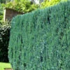 Chamaecyparis Lawsoniana 'Columnaris', Blaue Säulenzypresse -Giardino 24 chamaecyparis columnaris 4 41891 0 1280x1280