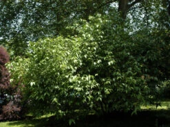 Chimonanthus Praecox, Chinesische Winterblüte -Giardino 24 chinesische winterbluete st 1280x1280