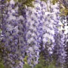 Wisteria Sinensis, Chinesischer Blauregen -Giardino 24 chinesischer blauregen 1280x1280