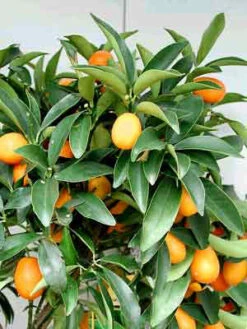 Citrus Fortunella Japonica Kumquat, Ei-Mandarine, Kumquat -Giardino 24 citrus fort japonica j2 1280x1280