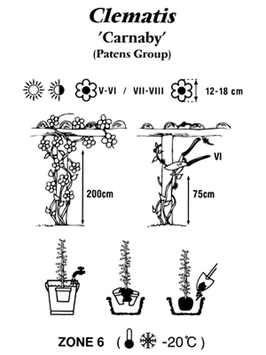 Clematis 'Carnaby' 4 Clematis 'Carnaby' – Bild 2