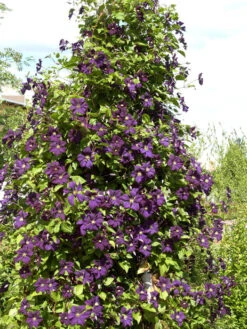 Clematis Viticella 'Etoile Violette' 5 Clematis Viticella 'Etoile Violette' -Giardino 24 clematis etoile violette 1280x1280