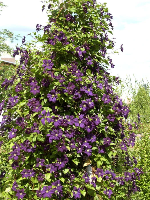 Clematis Viticella 'Etoile Violette' 4 Clematis Viticella 'Etoile Violette' – Bild 2