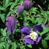 Clematis Alpina 'Frances Rivis' 2 Clematis Alpina 'Frances Rivis' -Giardino 24 clematis frances rivis 1280x1280