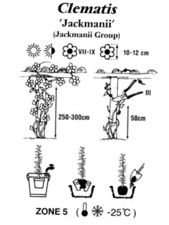 Clematis Jackmanii -Giardino 24 clematis jackmanii 1280x1280