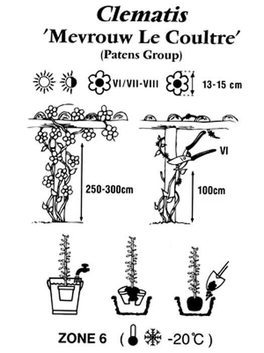 Clematis 'Madame Le Coultre' 4 Clematis 'Madame Le Coultre' – Bild 2