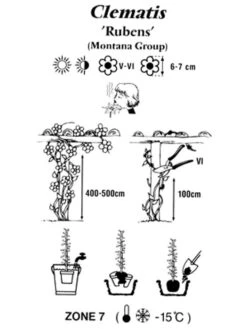 Clematis Montana 'Rubens', Anemonenwaldrebe -Giardino 24 clematis montana rubens 1280x1280
