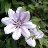 Clematis 'Nelly Moser' 1 Clematis 'Nelly Moser' -Giardino 24 clematis nelly moser bluete 1280x1280