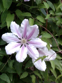 Clematis 'Nelly Moser'