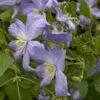Clematis 'Prince Charles' 1 Clematis 'Prince Charles' -Giardino 24 clematis prince charles blu 1280x1280