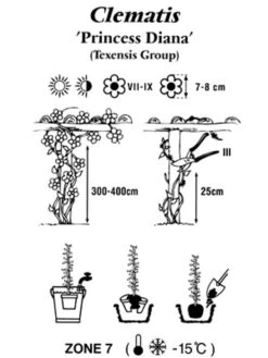 Clematis Texensis 'Princess Diana' -Giardino 24 clematis princessdiana 1280x1280