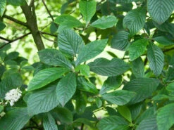 Clethra Alnifolia, Zimterle, Scheineller 9 Clethra Alnifolia, Zimterle, Scheineller -Giardino 24 clethra alnifolia 1280x1280