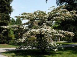 Cornus Kousa, Japanischer Blumenhartriegel -Giardino 24 cornus kousa 1280x1280