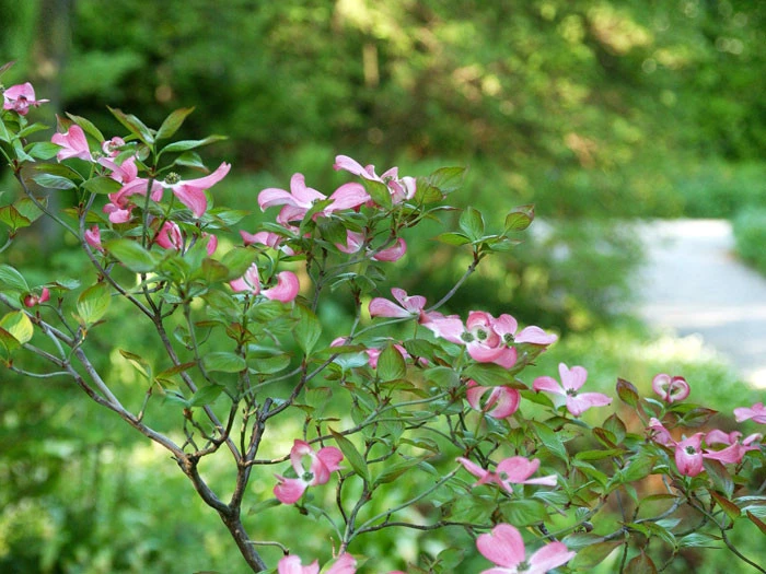 Cornus Florida 'Rubra', Roter Blumen-Hartriegel 4 Cornus Florida 'Rubra', Roter Blumen-Hartriegel – Bild 2