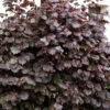 Corylus Maxima 'Purpurea', Purpurhasel -Giardino 24 corylus maxima purpurea 1280x1280