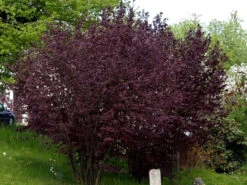 Corylus Maxima 'Purpurea', Purpurhasel -Giardino 24 corylus purpurea strauch55599b3448cf0 1280x1280