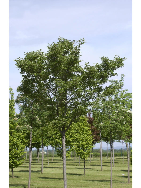 Crataegus Lavallei 'Carrierei', Lederblättriger Weißdorn - Hochstamm 5 Crataegus Lavallei 'Carrierei', Lederblättriger Weißdorn - Hochstamm – Bild 3