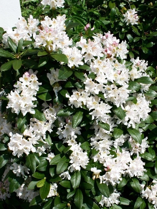 Rhododendron 'Cunningham's White' INKARHO® 4 Rhododendron 'Cunningham's White' INKARHO® – Bild 2