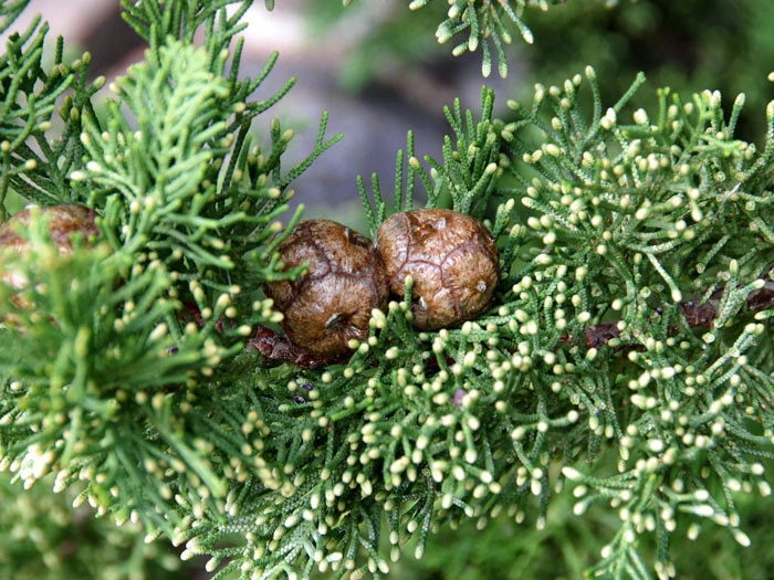 Cupressus Sempervirens 'Totem', Toscana-Zypresse 4 Cupressus Sempervirens 'Totem', Toscana-Zypresse – Bild 2
