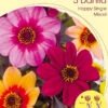 Happy Single-Dahlien-Mischung (Art.Nr. 5223060) -Giardino 24 dahlie happy single mischun 1280x1280