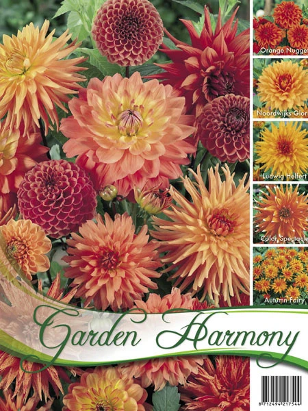 Sortiment Dahlien In Orange (Art.Nr. 522434) 3 Sortiment Dahlien In Orange (Art.Nr. 522434)