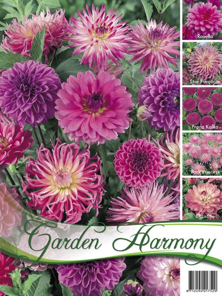 Sortiment Dahlien In Rosa (Art.Nr. 522430) 3 Sortiment Dahlien In Rosa (Art.Nr. 522430)