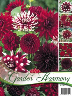 Sortiment Dahlien In Rot (Art.Nr. 522436)