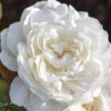 Rose William And Catherine® - Austin -Giardino 24 david austin william cather 1280x1280