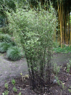 Fargesia Jiuzhaigou 'Deep Purple', Jade Bambus, Rothalmiger Schirm-Bambus 15 Fargesia Jiuzhaigou 'Deep Purple', Jade Bambus, Rothalmiger Schirm-Bambus -Giardino 24 deep purple bambus 1280x1280