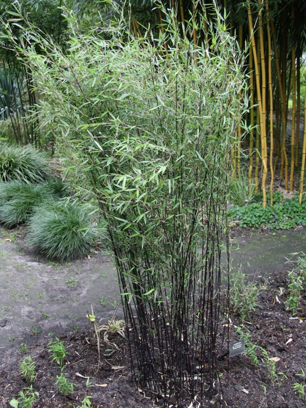 Fargesia Jiuzhaigou 'Deep Purple', Jade Bambus, Rothalmiger Schirm-Bambus 9 Fargesia Jiuzhaigou 'Deep Purple', Jade Bambus, Rothalmiger Schirm-Bambus – Bild 7