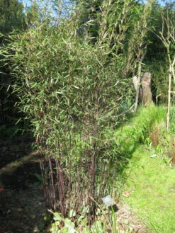 Fargesia Jiuzhaigou 'Deep Purple', Jade Bambus, Rothalmiger Schirm-Bambus 14 Fargesia Jiuzhaigou 'Deep Purple', Jade Bambus, Rothalmiger Schirm-Bambus -Giardino 24 deep purple halme 1280x1280