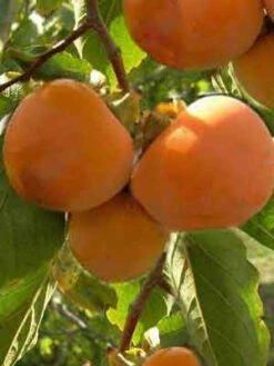 Kaki 'Ragno', Kaki-Baum Auch Persimone Oder Sharonfrucht