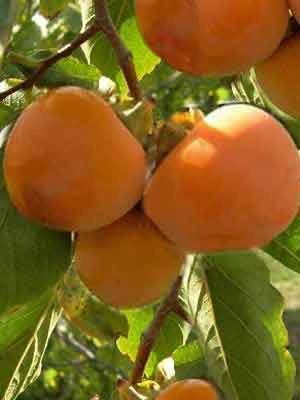 Kaki 'Ragno', Kaki-Baum Auch Persimone Oder Sharonfrucht 3 Kaki 'Ragno', Kaki-Baum Auch Persimone Oder Sharonfrucht