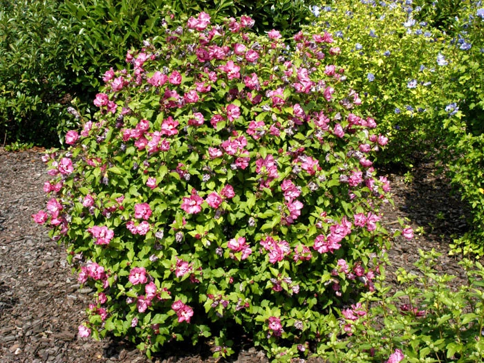 Hibiscus Syriacus 'Duc De Brabant', Hibiskus, Garteneibisch 4 Hibiscus Syriacus 'Duc De Brabant', Hibiskus, Garteneibisch – Bild 2