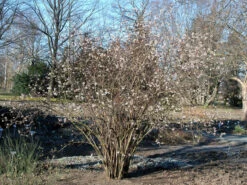Viburnum Farreri, Duftschneeball -Giardino 24 duftschneeball 1280x1280