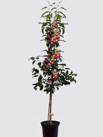 Duo-Kirschbaum - Hedelfinger Riesenkirsche Und Sunburst 3 Duo-Kirschbaum - Hedelfinger Riesenkirsche Und Sunburst