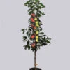 Duo-Apfelbaum - Elstar Und Gala -Giardino 24 duo elstar gala 1280x1280