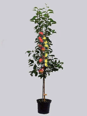 Duo-Apfelbaum - Jonagold Und Elstar 3 Duo-Apfelbaum - Jonagold Und Elstar